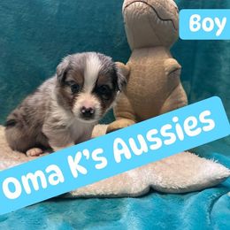 Australian Shepherd Puppies from Oma K’s Aussies