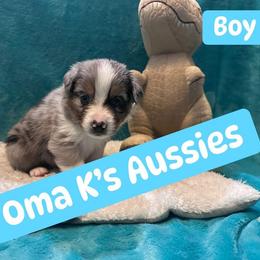 Australian Shepherd Puppies from Oma K’s Aussies