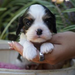 Preston - Tri-color male Cavalier King Charles Spaniel puppy in Lula, Georgia from Cavaliers by Crumley