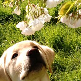 French Bulldog and Labrador Retriever Puppies from Rare Pearl Labradors and Belle Rouge Frenchies