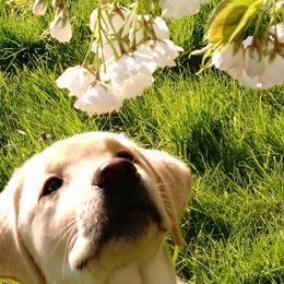 French Bulldog and Labrador Retriever Puppies from Rare Pearl Labradors and Belle Rouge Frenchies