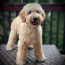 Cinnamon - Goldendoodle
