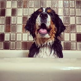 Bernese Mountain Dog Puppies from Grand Mesa Mountain Dogs
