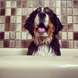 Bernese Mountain Dog Puppies from Grand Mesa Mountain Dogs
