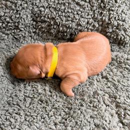 Rio (yellow boy) - Dark golden male Golden Retriever puppy in Stigler, Oklahoma from Red MAX Golden Retrievers