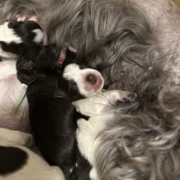 Miniature Schnauzer puppies from MSR Mini Schnauzers