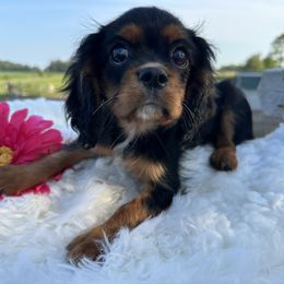 Cavalier King Charles Spaniel, Cavapoo, and Cocker Spaniel Puppies from Shelli Ryan