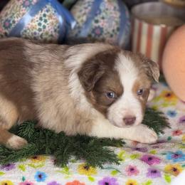Nemo - Red merle male Miniature Australian Shepherd puppy in California from Eagle River Aussies