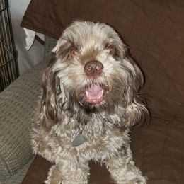 Freckles - Cockapoo