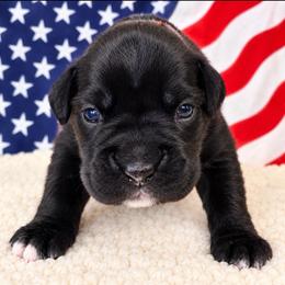 Cash - Brindle female Boxer puppy in Murrieta, California from Boxerpupziesrock