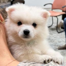 Boy 3 - Nemo (brown collar) - White male American Eskimo Dog puppy in Brookfield, Missouri from Mauzey Eskies
