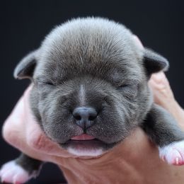 Taboo - Blue female Staffordshire Bull Terrier puppy in Dallas, Texas from Wild Blue Staffords