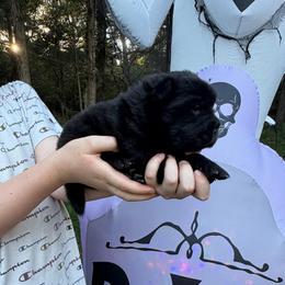 Bagherra - Black female Chinese Shar-Pei puppy in Auburn, Kansas from Justin's Chinese Shar-Pei