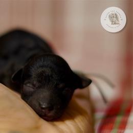 Grey Boy - Black male Poodle puppy in Las Vegas, Nevada from Plush Toy Poodle Puppies & Pals