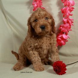 Pink Girl Cavadoodle - Red female Assorted Doodle Crosses puppy in Colonial Beach, Virginia from Bristol Mine Kennels