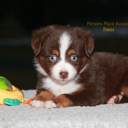 Miniature Australian Shepherd Puppies from Parsons Place Aussies