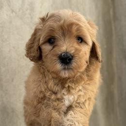 Joker - Red  male Goldendoodle puppy in Clinton, Utah from Golden Law Kennels