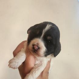 Elvis - Black white and tan male Cockapoo puppy in Ellensburg, Washington from Dawn to Dusk Cockapoos
