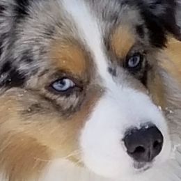 Miniature American Shepherds from Hampton Hills