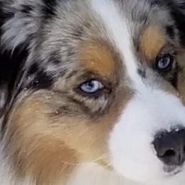 Miniature American Shepherds from Hampton Hills