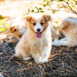 Sarah - Red & white female Miniature American Shepherd puppy in Tonopah, Arizona from King's Miniature American Shepherds