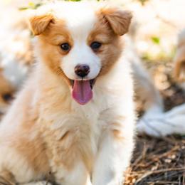 Sarah - Red & white female Miniature American Shepherd puppy in Tonopah, Arizona from King's Miniature American Shepherds