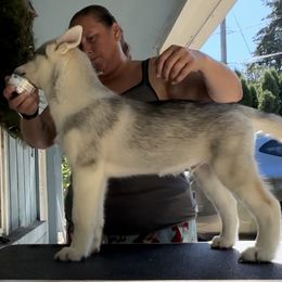 Boy 2 - Siberian Husky puppy from Twilights Kennel