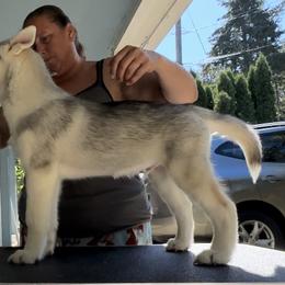 Boy 2 - Siberian Husky puppy from Twilights Kennel