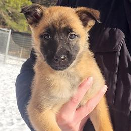 Girl 3 - female Belgian Tervuren puppy in Farmington, Maine from Pine State Shepherds