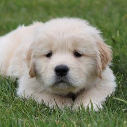 Golden Retriever Puppies from OPK GOLDENS