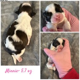 Minnie - Brindle and white female Shih Tzu puppy in Waverly, Ohio from Kara’s Shih Tzu Kuties