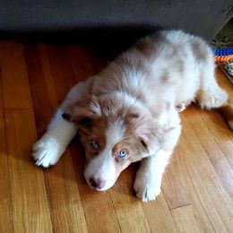 Australian Shepherd Puppies from Peacock’s Pride Australian Shepherds