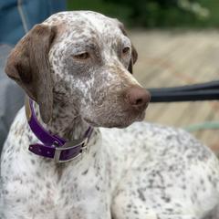 Braque du Bourbonnais from Sioux Ridge Pointers