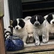 Working Dog Crosses from Mary's Working Cross Puppies