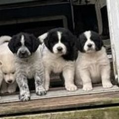 Working Dog Crosses from Mary's Working Cross Puppies