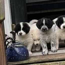 Working Dog Crosses from Mary's Working Cross Puppies