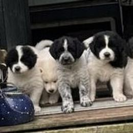 Working Dog Crosses from Mary's Working Cross Puppies