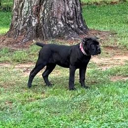 Cane Corso Puppies from Venom Cane Corsos