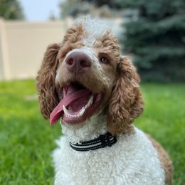 Remmy - Poodle