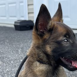 Belgian Malinois from Minimal Mal