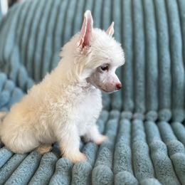 Jasper - White male Chinese Crested puppy in Aberdeen, Idaho from Willow Creek Cresteds