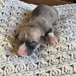 Rain - Red female Pembroke Welsh Corgi puppy in Springfield, Missouri from Hansen Corgis