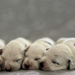 Dalmatians and Golden Retrievers from Golden Retrievers of South Carolina