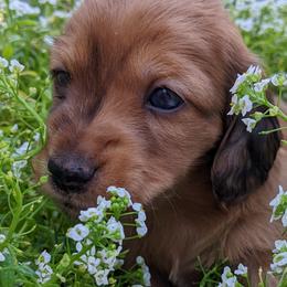 Dachshund Puppies from Az's B&B Doxies
