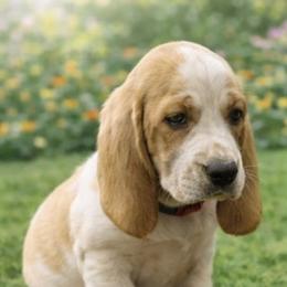 Sadie - Lemon and white female Basset Hound puppy in Manorville, New York from Lil Family Farm