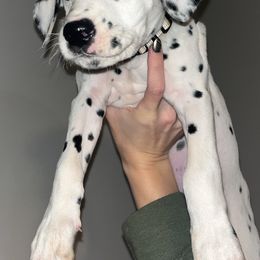 Dalmatian Puppies from Dalmatian Creation