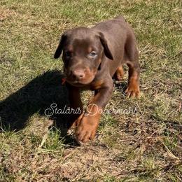 Orange collar - Red and rust male Doberman Pinscher puppy in North Judson, Indiana from Stalaris Dobermans