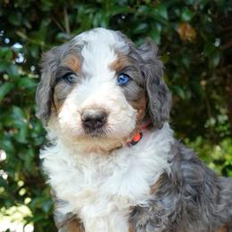 Tide - Merle male Bernedoodle puppy in Folsom, Louisiana from DoodlesFarmCo