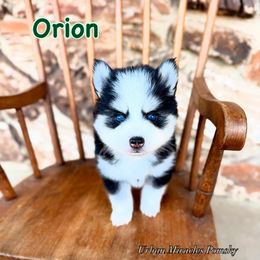 Orion - Black and white male Pomsky puppy in Campton Hills, Illinois from Urban Miracle’s