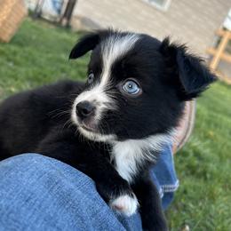 Leo - Black & white male Miniature Australian Shepherd puppy in Osceola Mills, Pennsylvania from Grace River Aussies